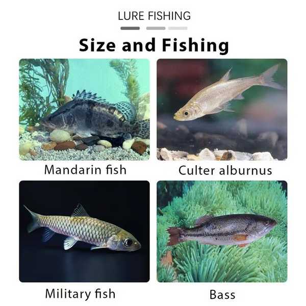 FISOLOVKA-3831127633449-EN-4__260126